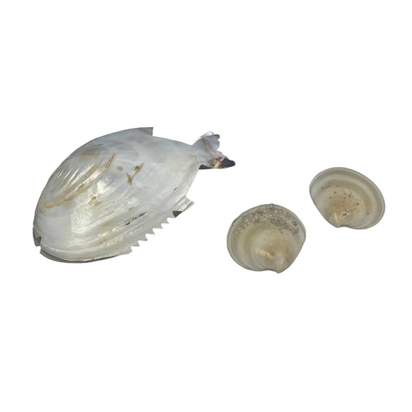 Hand Carved Iridescent Tropical Fish Shaped Clam Shells & Bonus Barnacle Shells - Picture 1 of 5